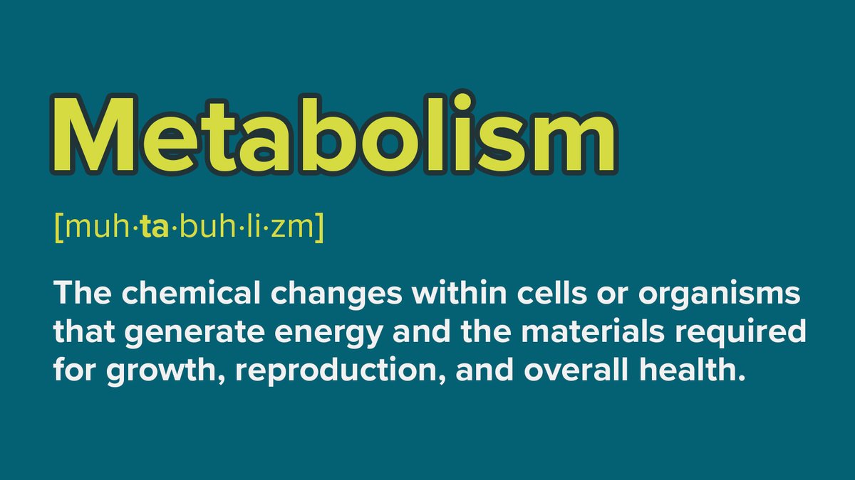 gsc1's tweet image. #ScienceWordOfTheWeek

Metabolism

The chemical changes within cells or organisms that generate energy and the materials required for growth, reproduction, and overall health.