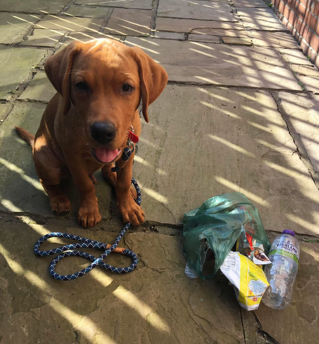 Happy World Kindness Day!

Let’s show kindness to animals, kindness to everyone we meet, kindness in our thoughts, kindness in our actions &amp; kindness to the environment.

Not dropping #litter &amp; picking up any we see is a great way to start. Happy #WorldKindnessDay ❤️🐾

#dogofx