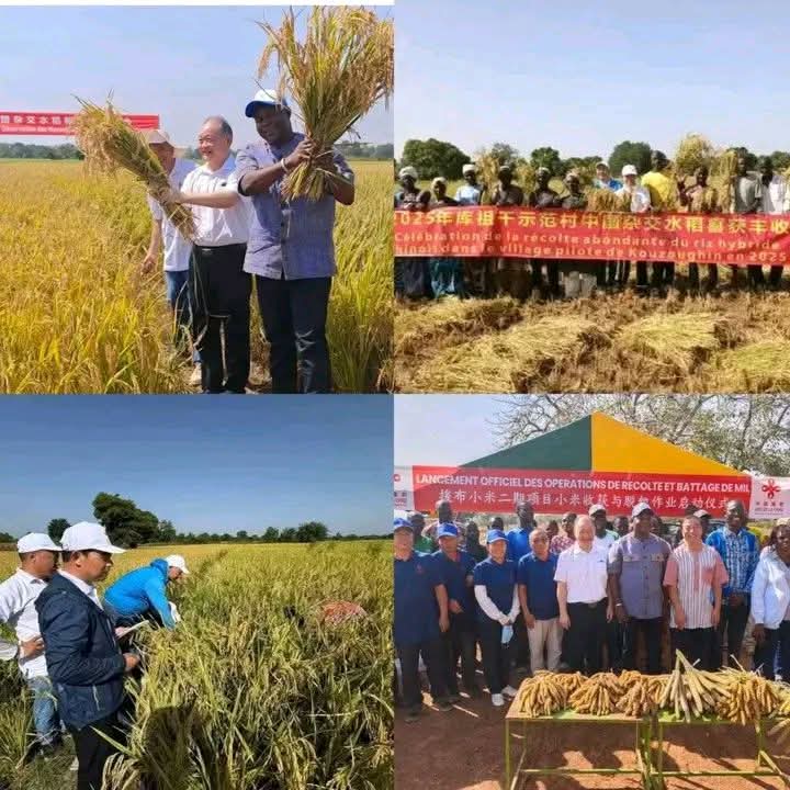 Successful test of Chinese 🇨🇳 hybrid rice in Burkina Faso 🇧🇫.
Its profitability is estimated at 9 tons per hectare. After wheat, Chinese millet, cocoa, pineapple and many others, it's now Chinese rice. Proof that contrary to what we have been believed for decades by Burkina
