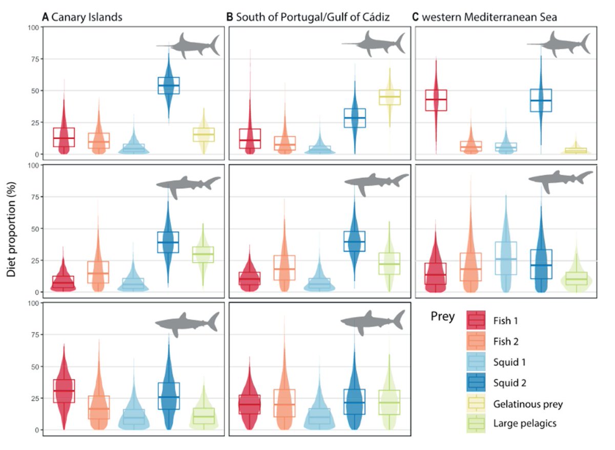 Además:

• El pez espada se alimenta principalmente de peces.
• La tintorera más de cefalópodos.
• Y el marrajo muestra una dieta mixta y flexible.

La competencia intraespecífica potencial fue mayor en el pez espada, mostrando una estrategia más especializada.