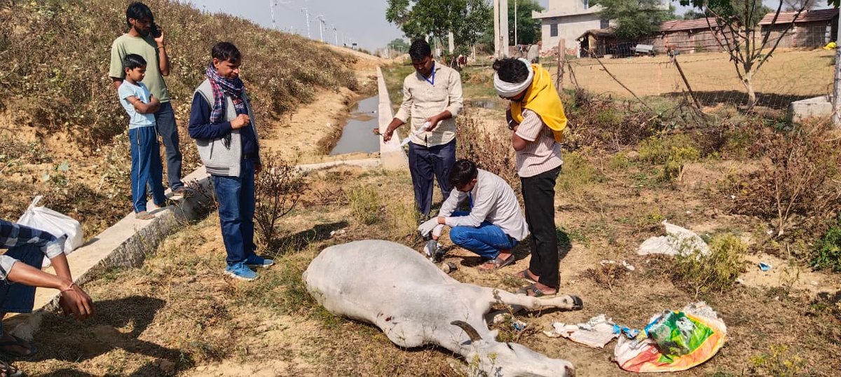 नांगल राजावतान टीम द्वारा रेल्वे पुलिया पर मालगाड़ी से घायल गौवंश का उपचार किया गया।
#1962हेल्पलाइन #GauSeva #AnimalCare #NangalRajavatan
