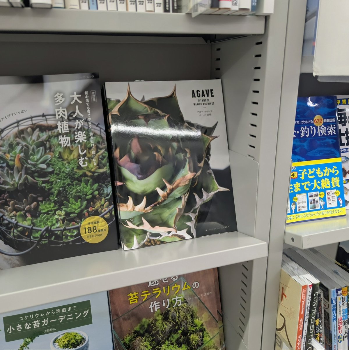 📚️#丸善ラゾーナ川崎店 さんでは、最新刊『アガベ・チタノタ ネームド図鑑』をポストカード付きで面陳展開していただいております！#川崎 方面の方は是非どうぞ〜！
#アガベチタノタ
#インドアジャングル