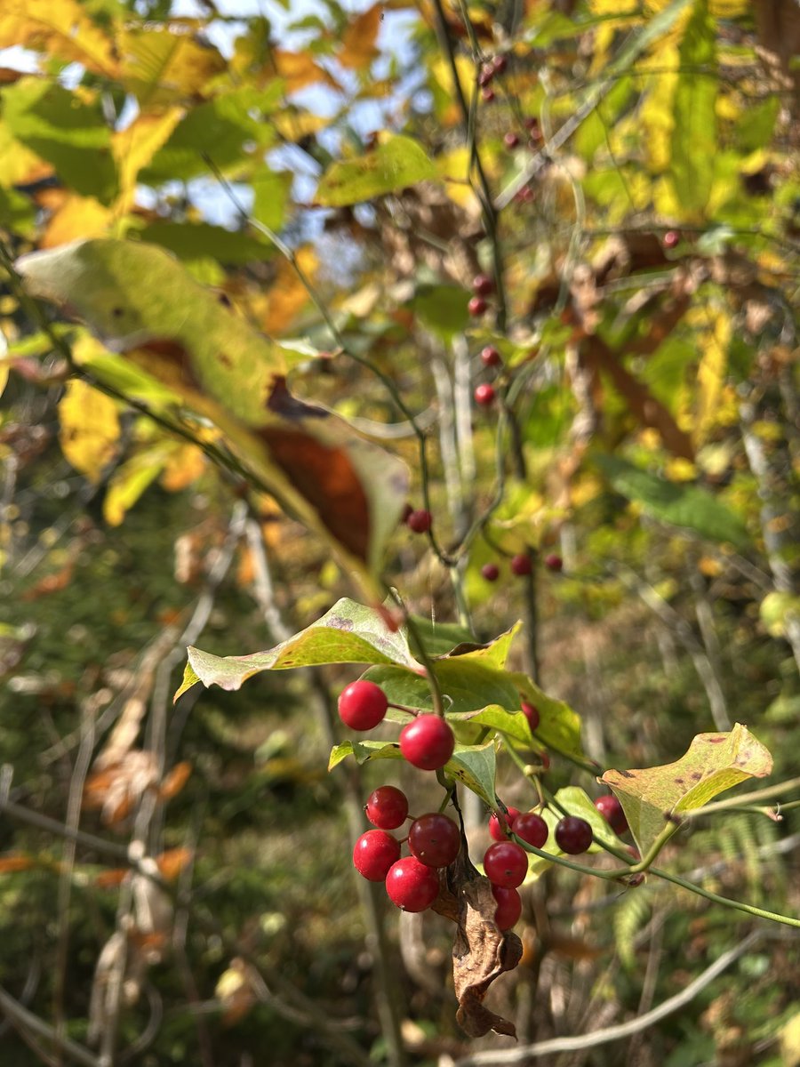 Ormanda ölüm yokmuş…