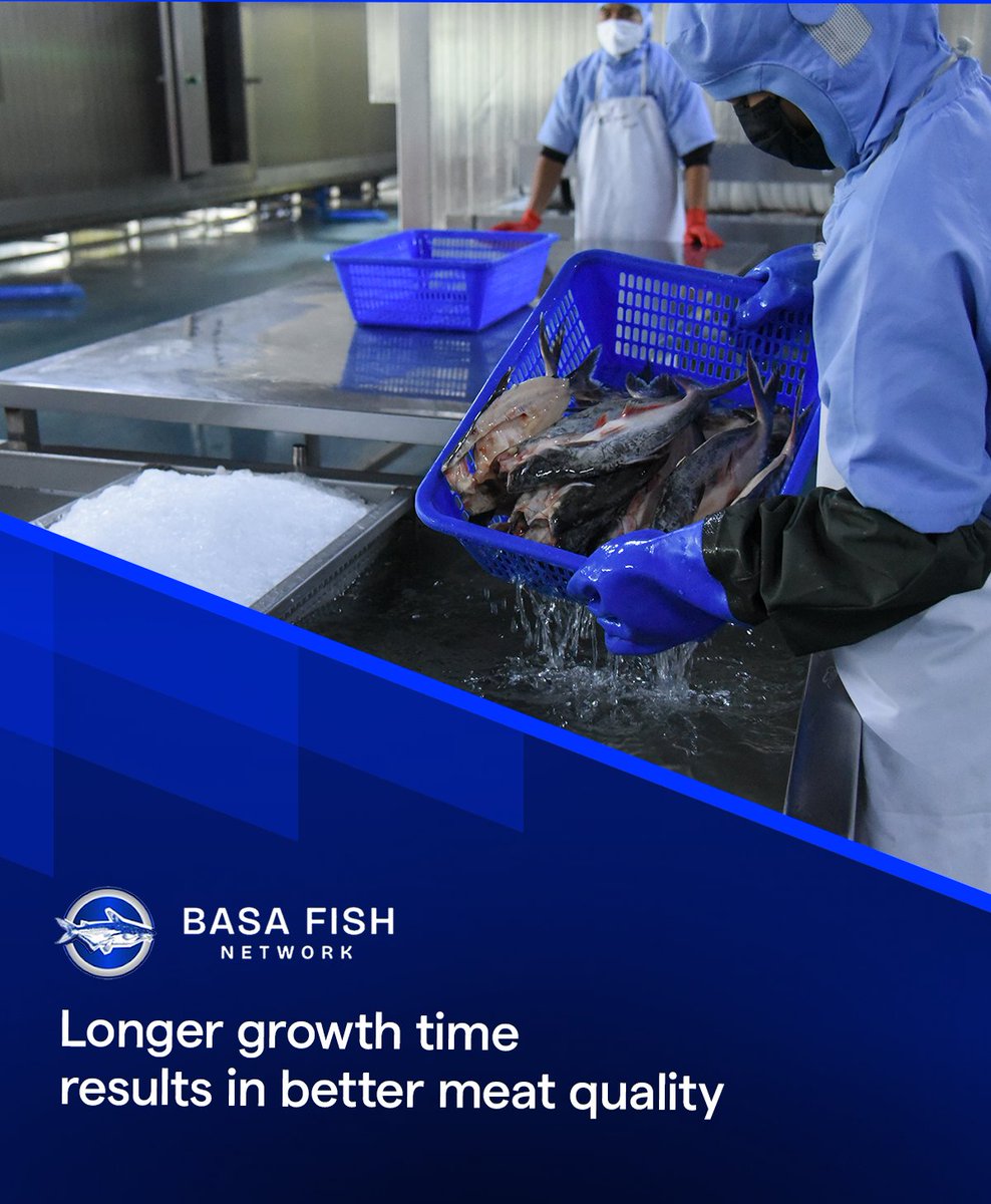 BasaFishNetwork's tweet photo. ⏳ More time in water
🍃 Softer, sweeter flesh
💎 Quality worth waiting for
#Basafish #Web3 #PremiumFish #crypto https://t.co/ngKEuE9EKA
