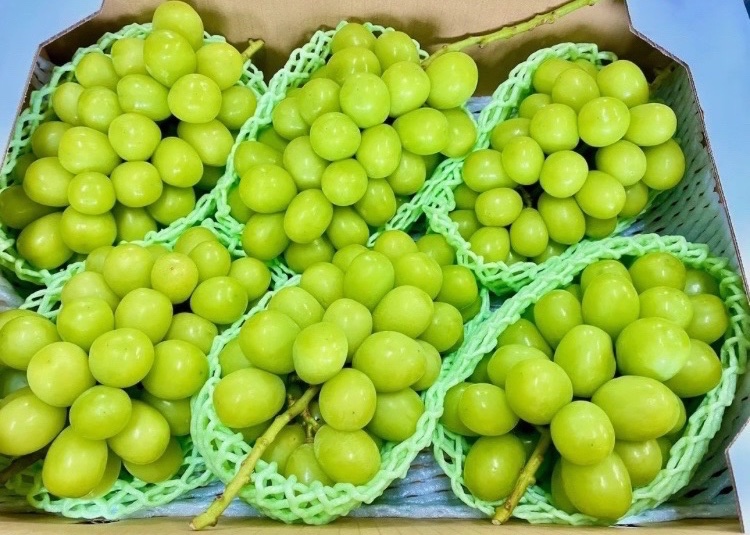 ＼見て、香って、味わって🍇💚／

山梨産 シャインマスカットゼリー を1名様にプレゼント！🎁

【応募方法】
①本アカウントをフォロー
②このポストをいいね❤️

【締切】
11月16日 11:59 まで