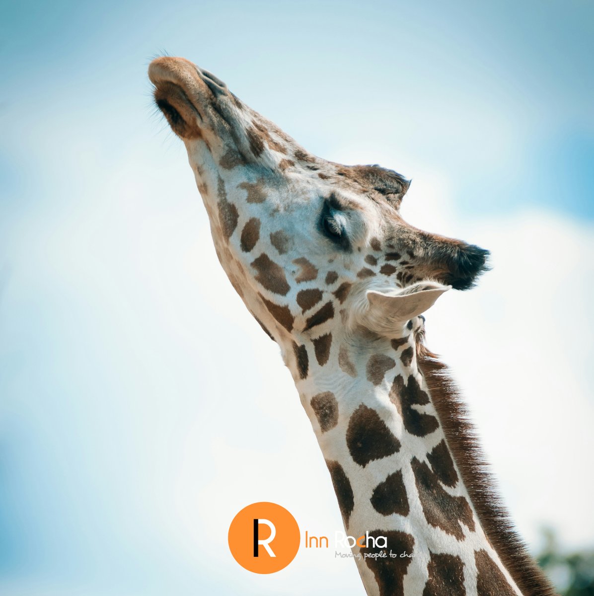 🤔 Lenguaje chacal frente a lenguaje jirafa, lenguaje que separa o #ComunicaciónConsciente. 
📌 Hoy, en la tercera jornada de la Escuela de Gestión de Conflictos de <a href="/mutualiamutua/">Mutualia</a>