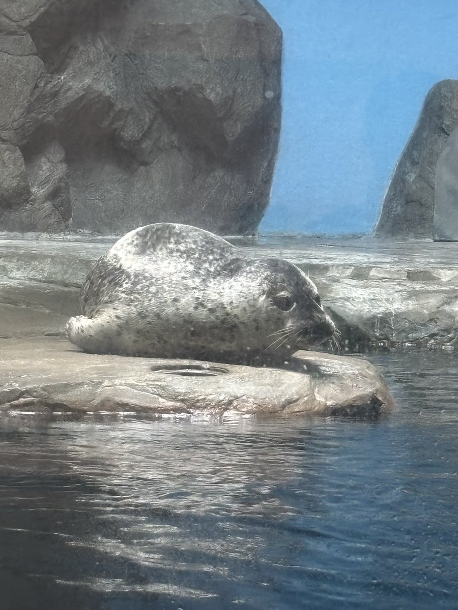 水から上がってきたアザラシの体は、毛が濡れていて、触るとつるつるし