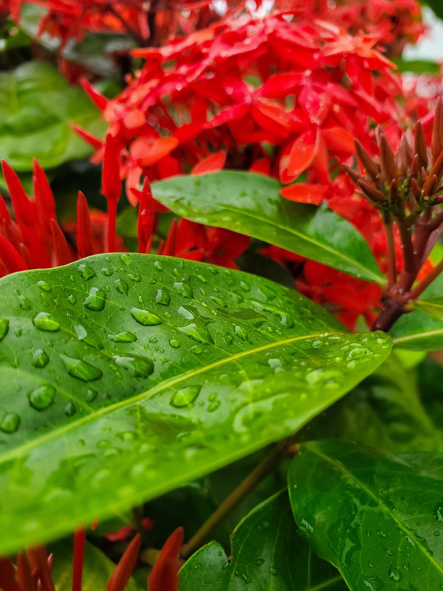 jerryobionko1's tweet image. Can I flex mine a little.
Taken with S10 plus