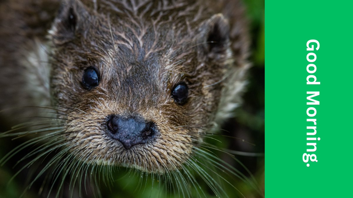 apollo13themes's tweet image. AVIF, the sustainable image format for photographers, is now built into Rife Pro 3 with onboard compression — lighter files, faster sites, greener web.

apollo13themes.com/rife/
apollo13themes.com/rife/pricing/

#AVIF #Photography #SustainableWeb #WebDesign #WordPress #RifePro