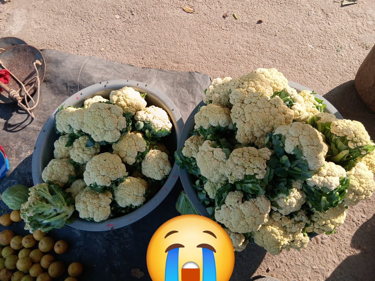 jitendrajha's tweet photo. बिहारमा विधानसभा चुनावका कारण कात्तिक २२ -२५ सम्म सीमा नाका बन्द गरिएको थियो। नाका बन्द हुँदा बिहारसँग सीमा जोडिएका नेपाली बजारमै काउलीको मूल्य प्रतिकिलो दुई सय पुग्यो, नाका खुलेपछि हिजो भने एक सय २० मा झर्‍यो । तरकारी उत्पादनमा हामी निकै कमजोर, तर नेता उत्पादनमा भने अब्बल रहेछौँ https://t.co/IJn7Egc7BA