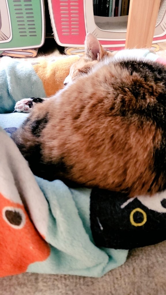 mogu_pero2's tweet image. いいおしり🍑  #保護猫  #猫のいる暮らし