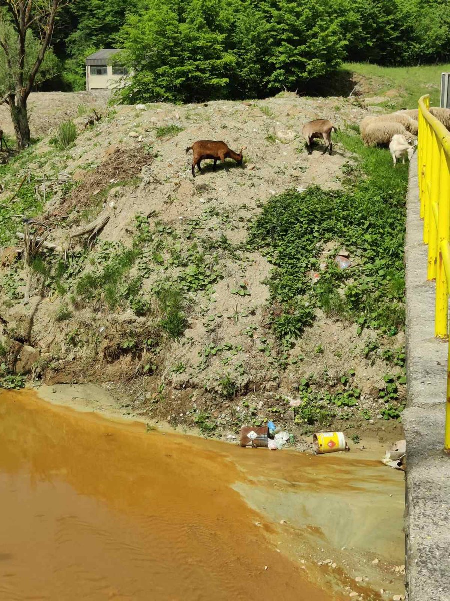 RiSRangers's tweet image. &quot;Skladan razvoj čoveka i prirode&quot; ZiJin mining
Pašnjak pored Malog Peka- Majdanpek