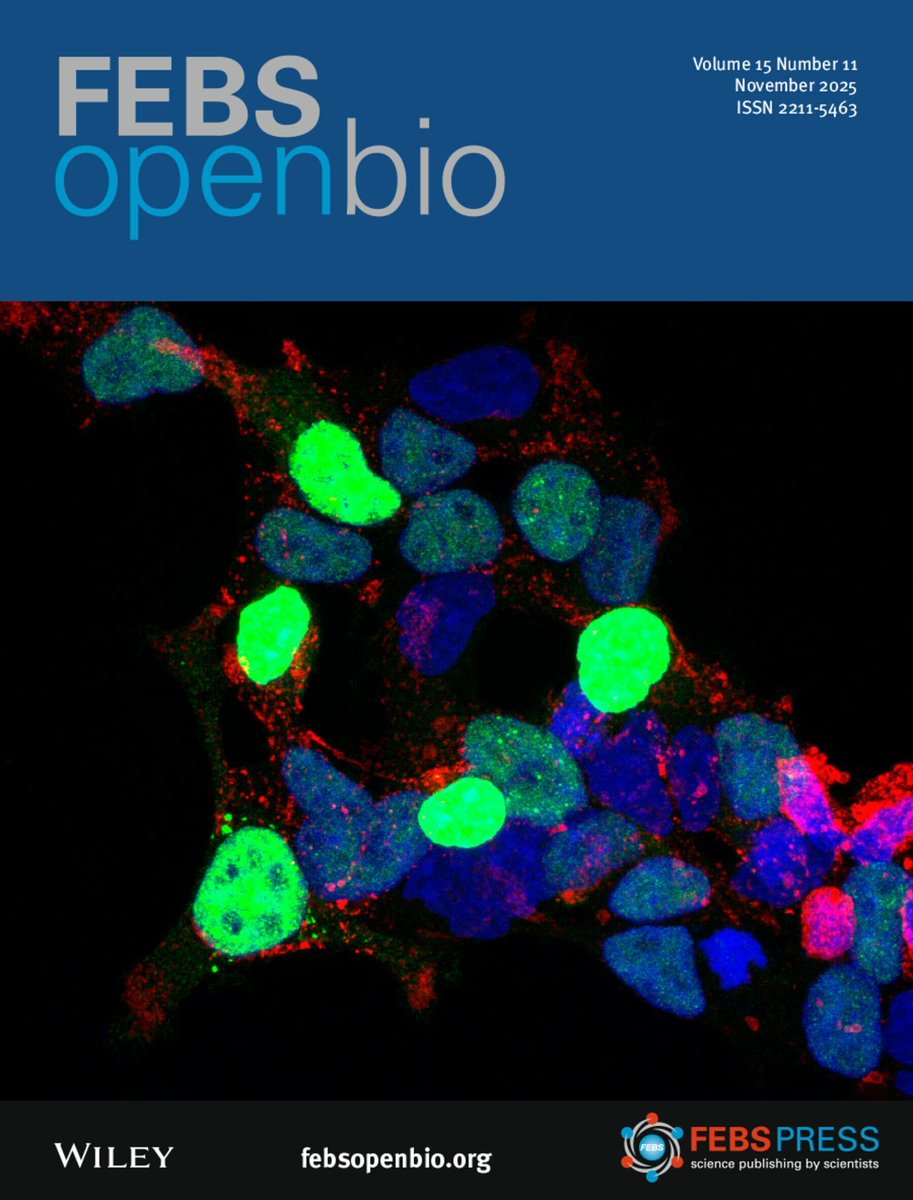 FEBSOpenBio's tweet image. 🦃Our November Issue is now out 🥧

📗 Cover: Cabezudo et al. IF staining in HEK293T of WAC, a regulator of mTORC1 in response to glucose and glutamine availability 

🔦 Explore the contents here

🔓buff.ly/BaMtm3s 

#Biochemstry #T2DM #mTORC1 #scRNAseq #Tamoxifen…