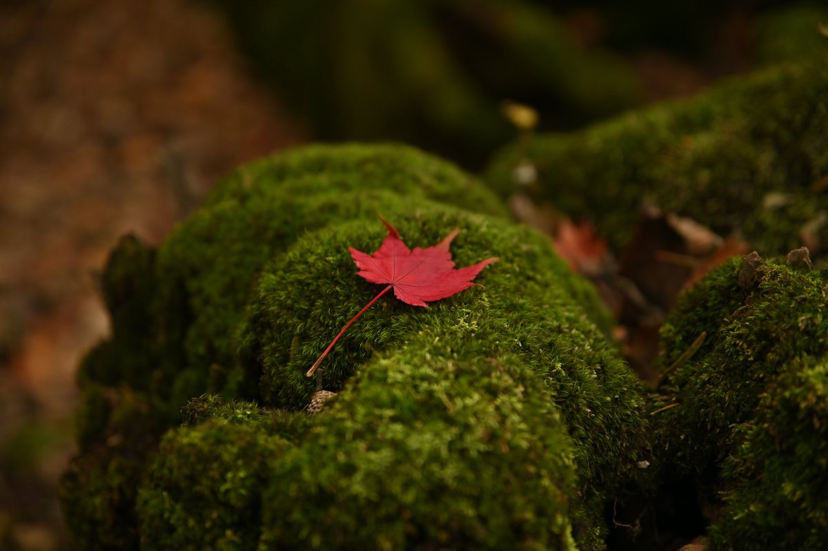 CyPm4f's tweet image. #写真好きな人と繋がりたい
緋に静寂。