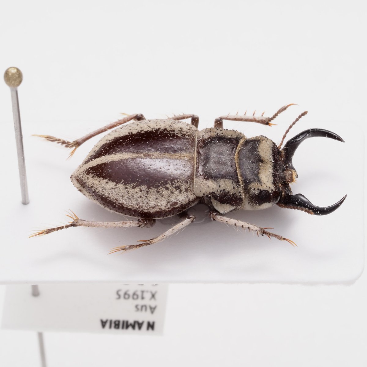 塩筋子２ｋ 干しするめ マイマイ 塩筋子2k 干しするめ マイマイ様専用 こまい（コマイ）の商品一覧