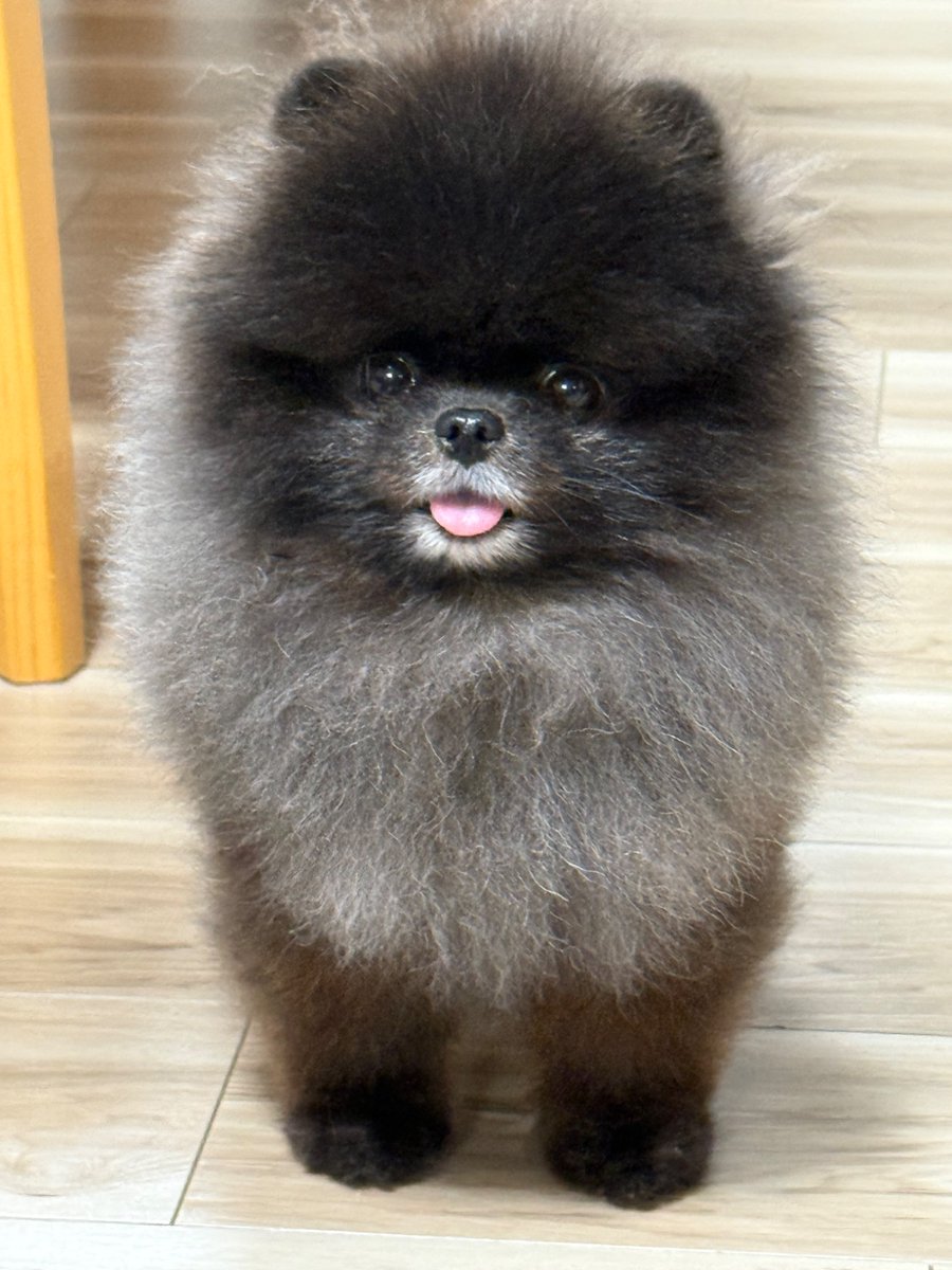 おはようでち
こだまでち