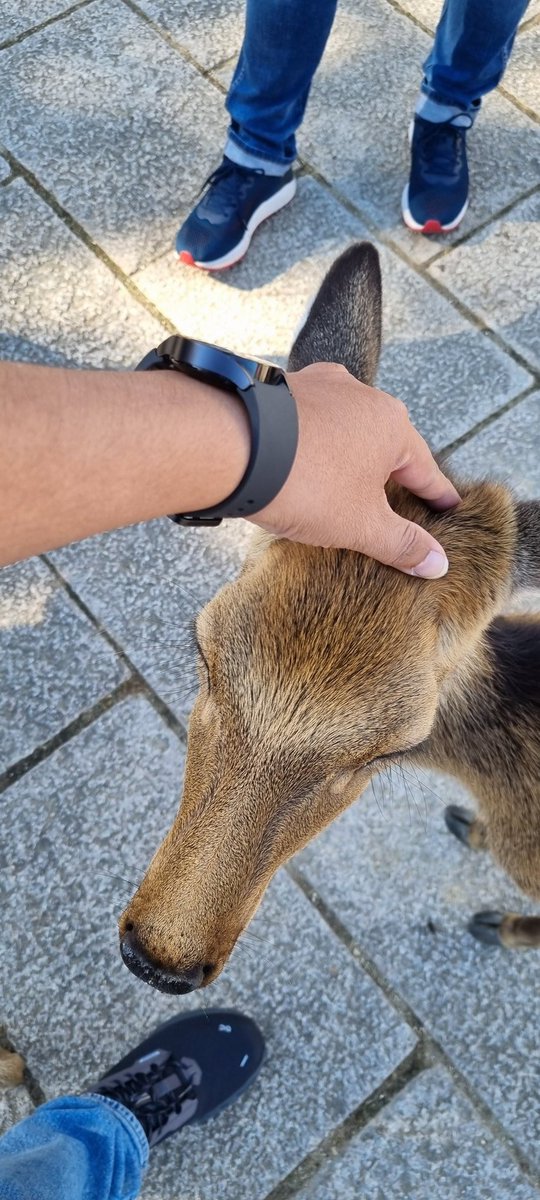 aldheyy's tweet photo. Here deer.. deer.. deer.. https://t.co/tbMgTjTP3f