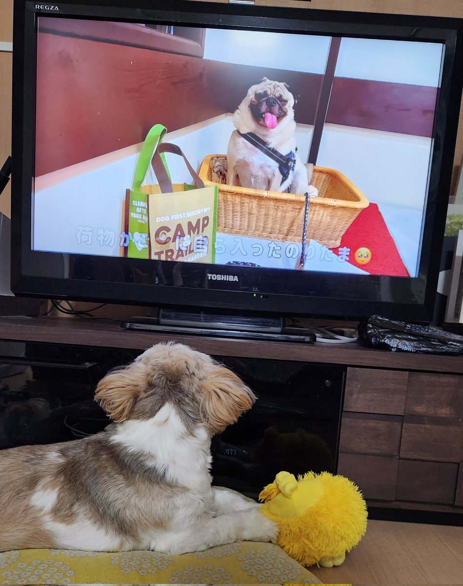 シーズー犬 ししまる&ちゃちゃまる (@shishimaru521) / Posts / X