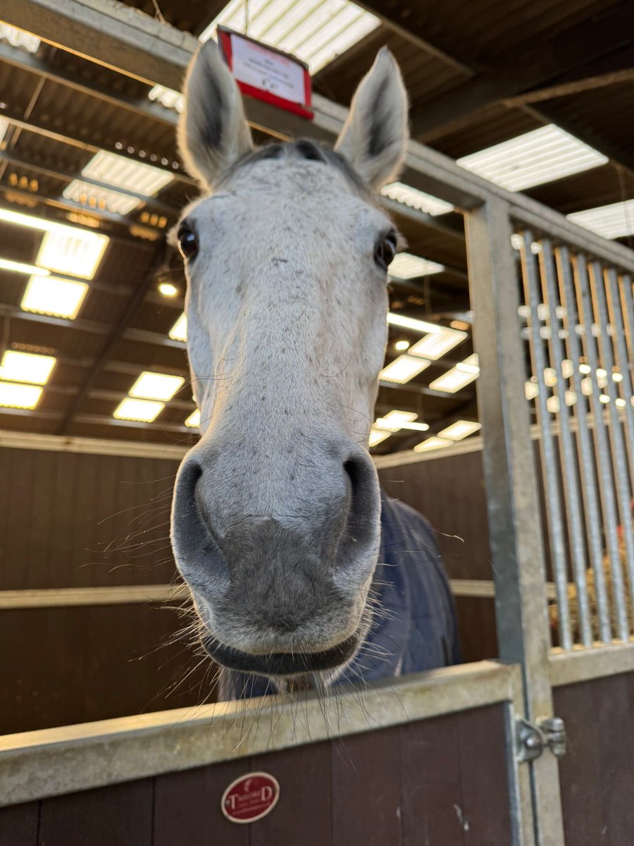 Look who’s back <a href="/FOBRacing/">Fergal O'Brien Racing</a> 

Walter ❤️