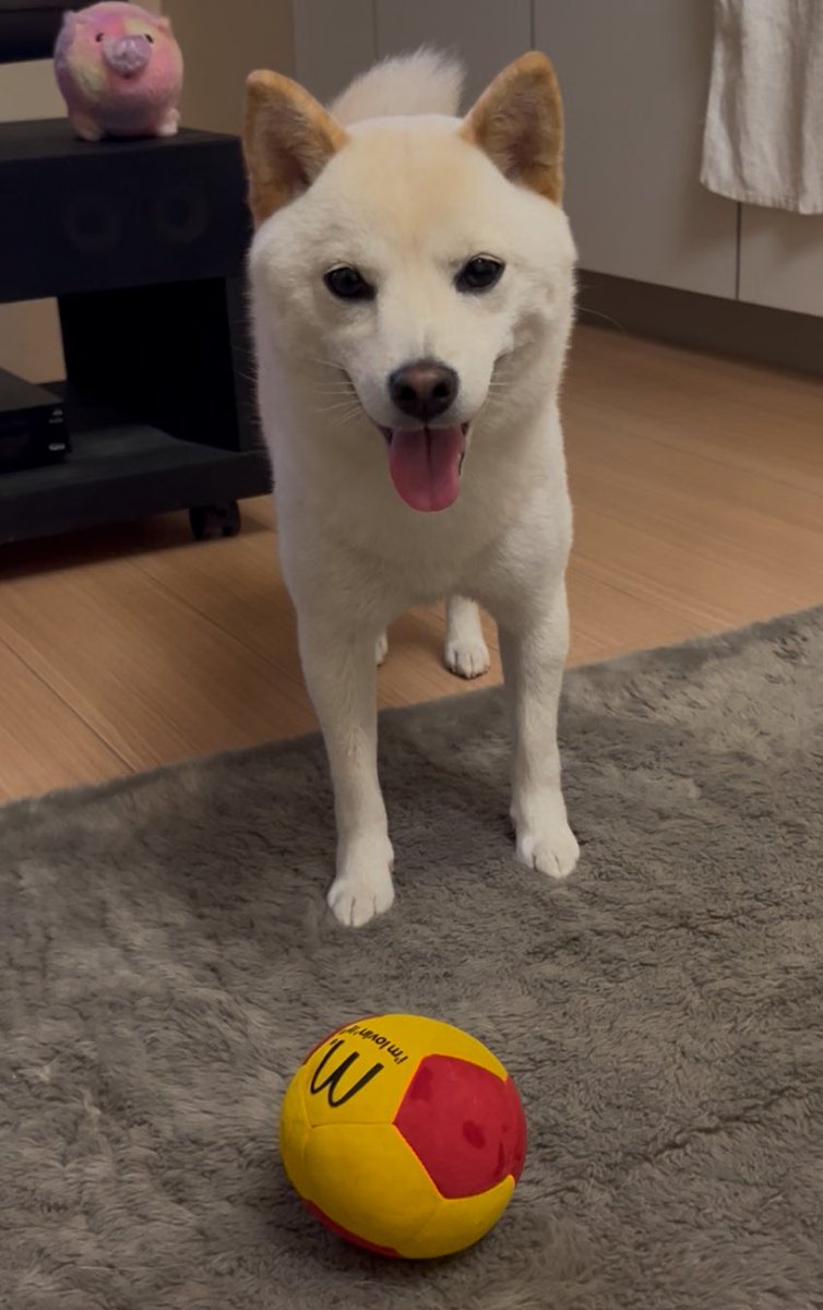 豆柴🐕エルちゃん (@niko71212202) / Posts / X