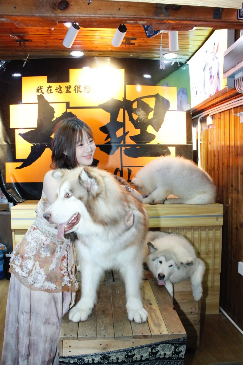 ashdt888's tweet photo. 大理等你 #旅游推荐 #日常 #御姐女王 https://t.co/MCJwQ7fH8J