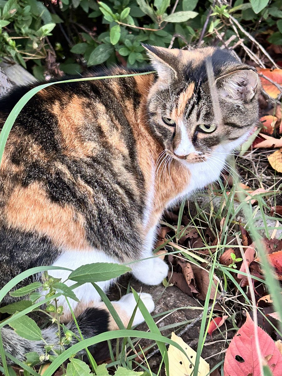 緑の木と三毛猫さん2 91ZEoLD5nuL._AC_UF350,