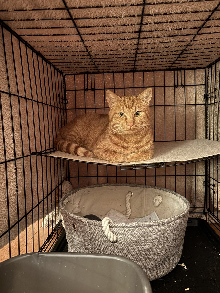 にま (@nmB4RSK) / Posts / X