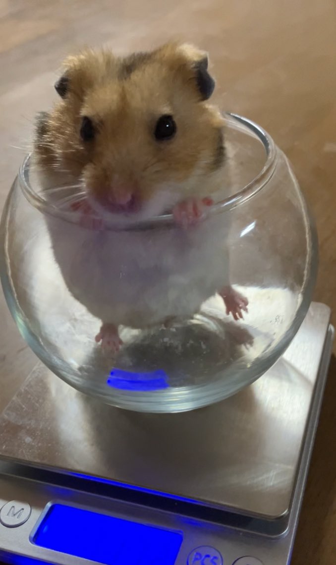 僕116gでちた。 まだまだ元気( ^ω^ )/