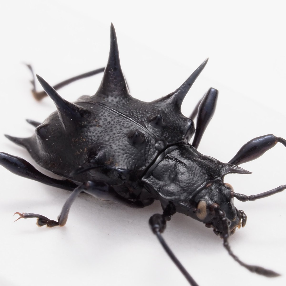 わらび餅 (@warabimochi_ic) / Posts / X