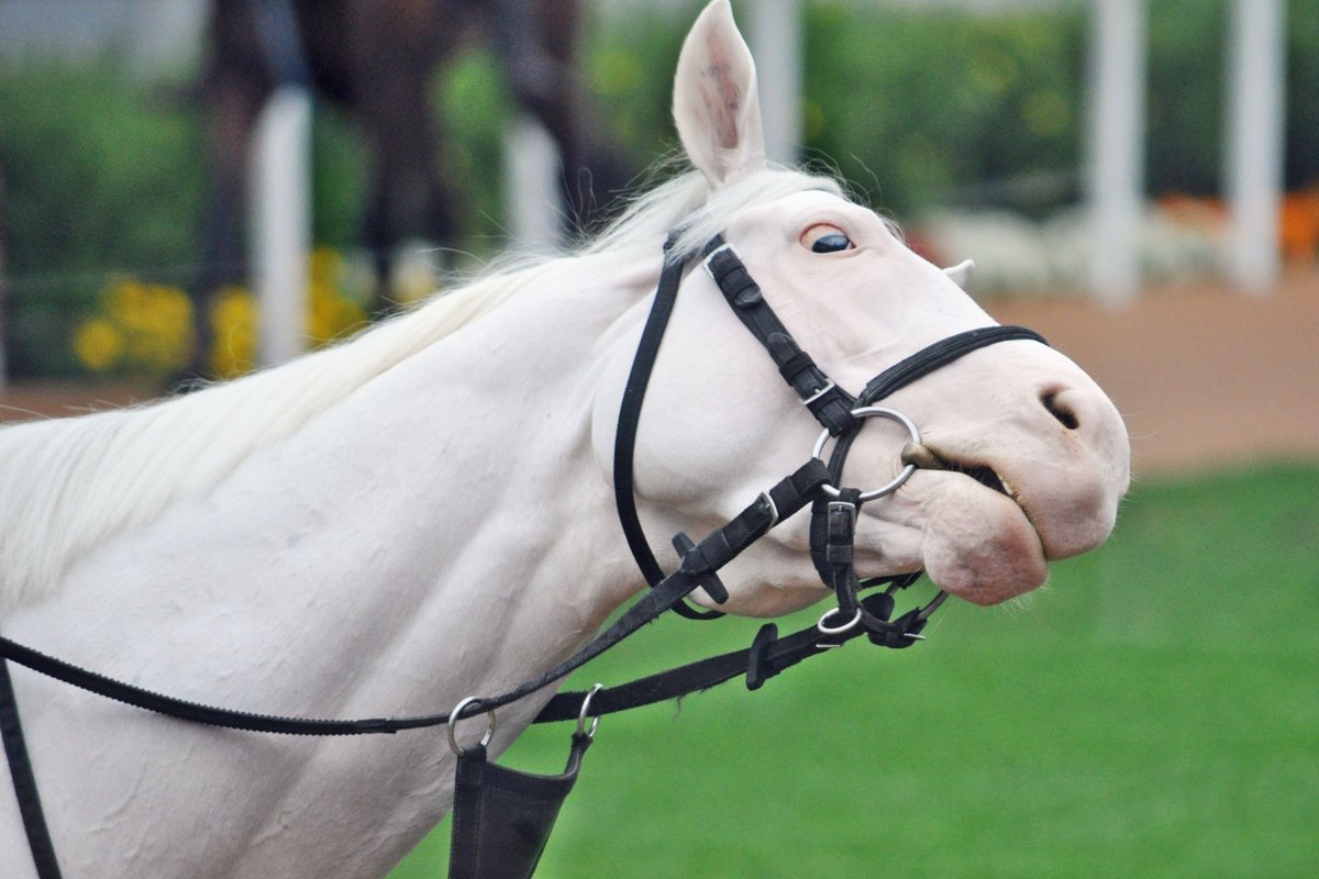 umatsuk_hkd3's tweet image. 【ついに帰って来た #アオラキ 】
ついにこの日がやって来ました。アオラキは11/15（土）福島8R 3歳以上1勝クラス（芝2600ｍ）に小沢大仁Jとのコンビで中央復帰します。2024年の1月以来実に1年9ヶ月ぶり。この投稿ができる日をずっと信じて待ってたぜ。がんばれアオラキ！大いにグネろ！