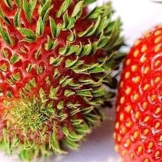 imbluemania's tweet image. 딸기를 오래두면 안 되는 이유
씨들이 반란을 일으켜 발아한다
일명 씨발상태다