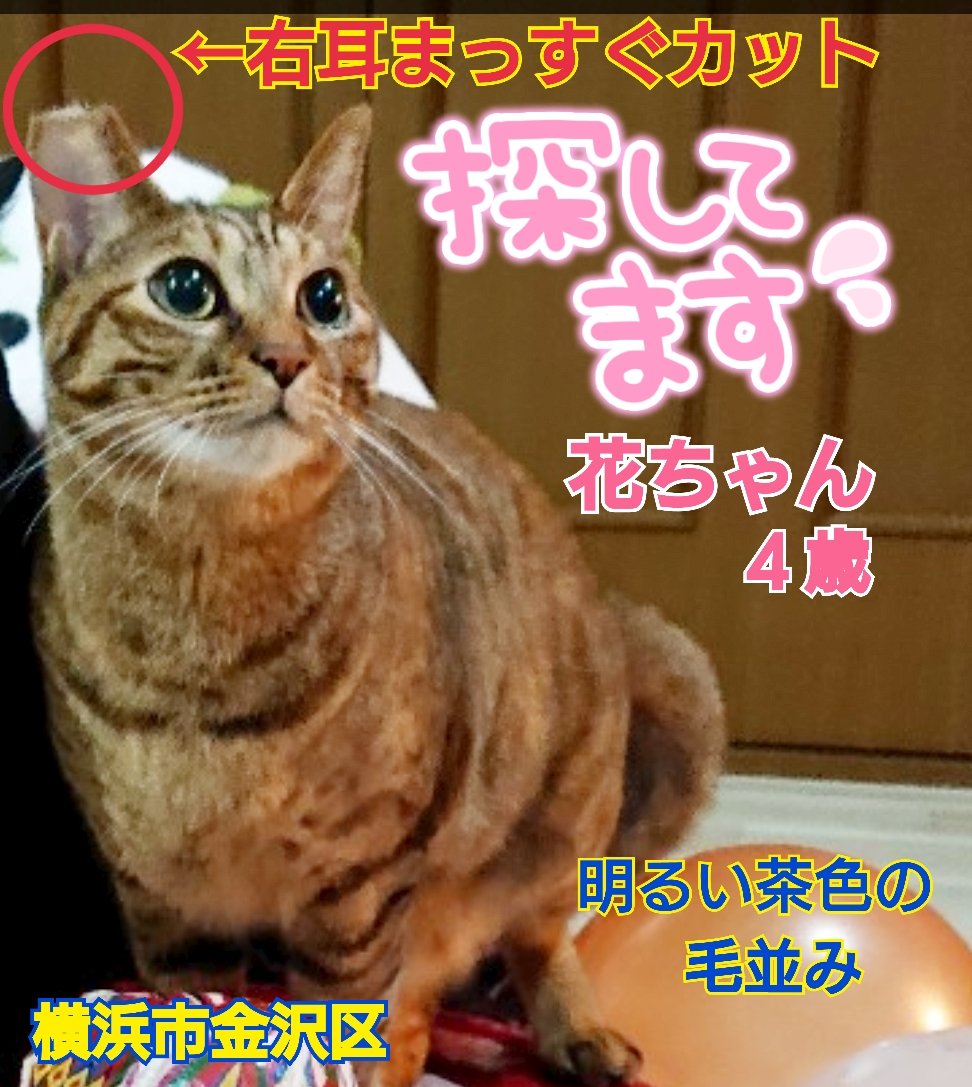 squirrelemi's tweet image. 猫を探しています。花ちゃん４歳。麦わら猫または、茶系のキジトラ。2024年4月11日横浜市金沢区富岡東の自宅から私の不注意で外に出てしまい行方不明のままです。ずっと探しています。些細な情報でもありましたら教えて下さい。
#猫を探しています 
#拡散希望 
#リポストお願いします 
#横浜市金沢区