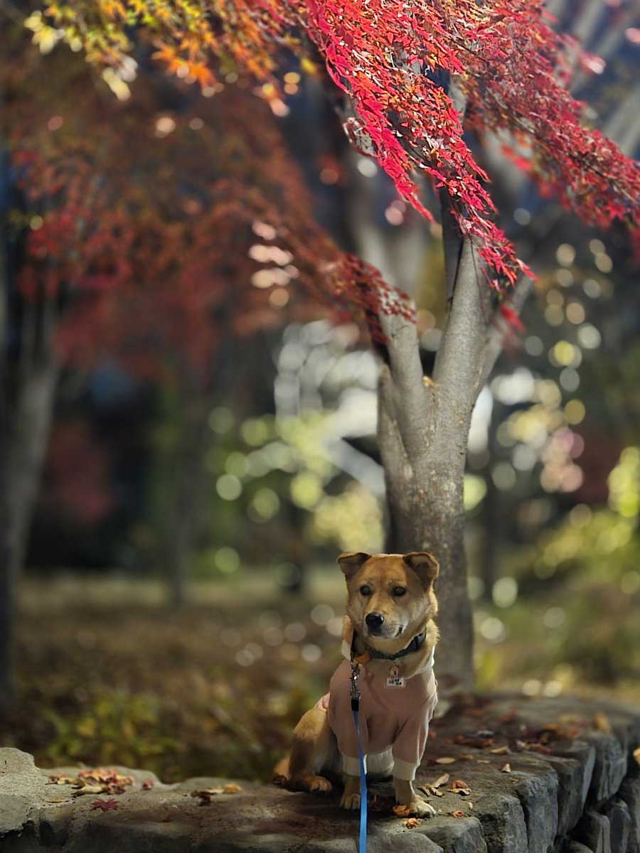 울긋불긋하다 울긋불긋한
귀욤귀욤하다 귀욤귀욤한
가을가을하다 가을가을한