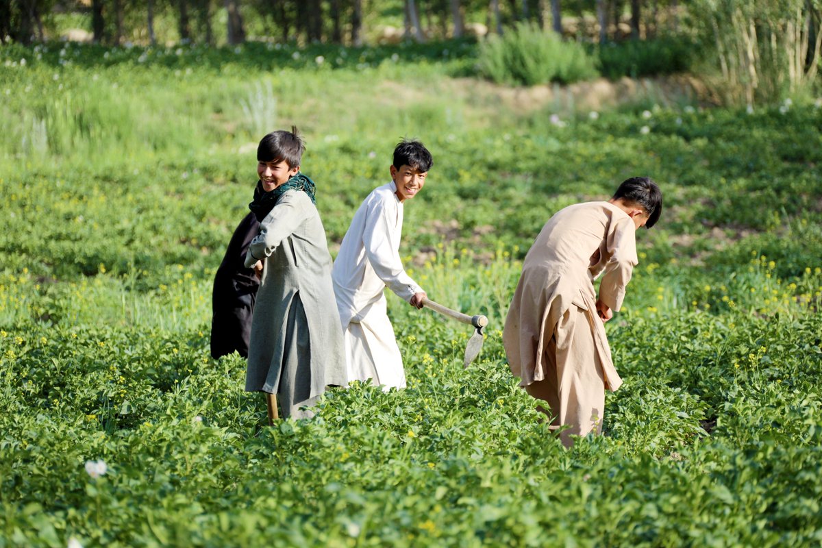 As COP30 unfolds in Brazil, we highlight how <a href="/UNDPaf/">UNDP Afghanistan</a> is helping the Afghan people adapt to a changing climate, building resilience, advancing adaptation, and accelerating the shift to cleaner, affordable renewable energy. Read more: undpafghanistan.exposure.co/adapting-to-a-…
#ClimateCounts #COP30