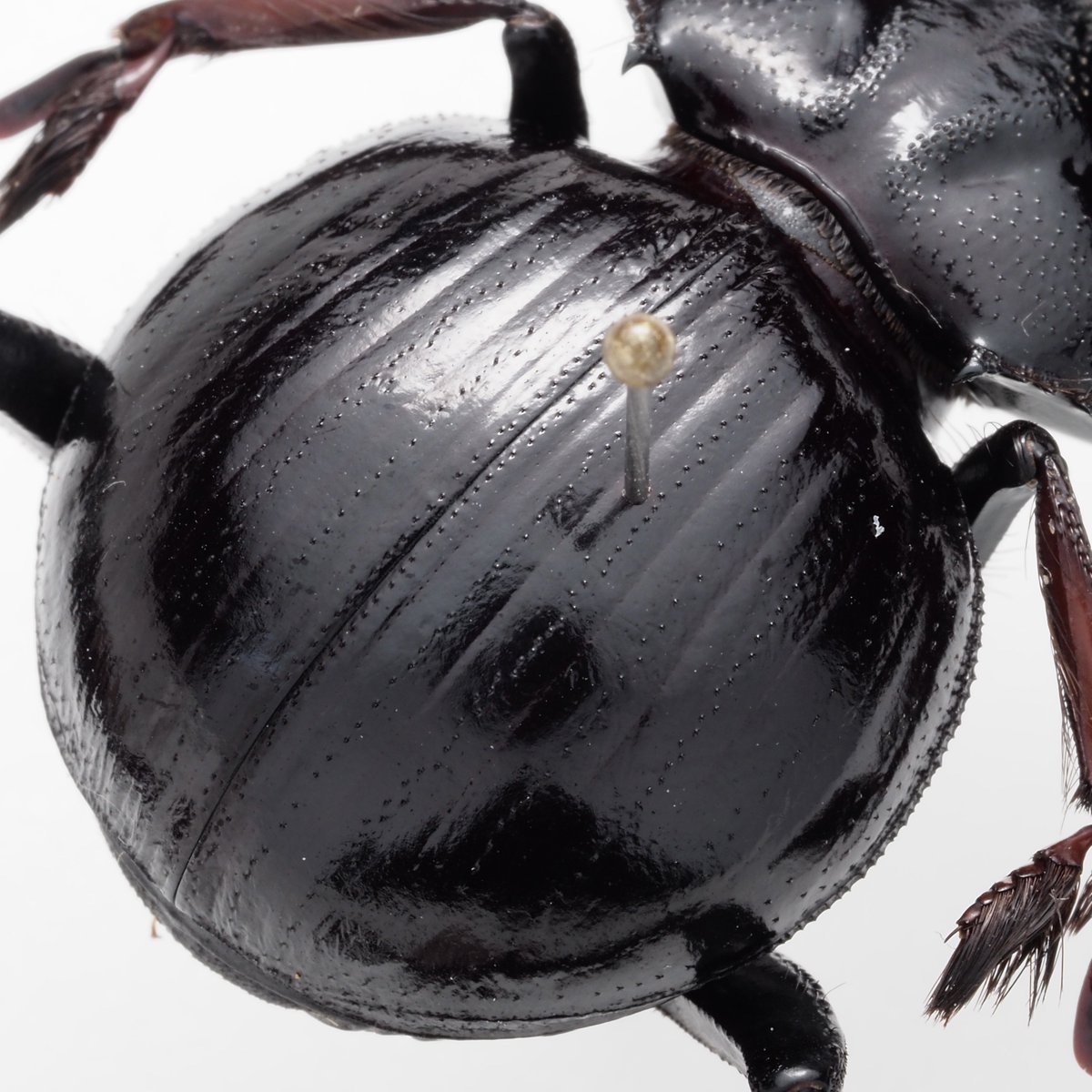 わらび餅 (@warabimochi_ic) / Posts / X