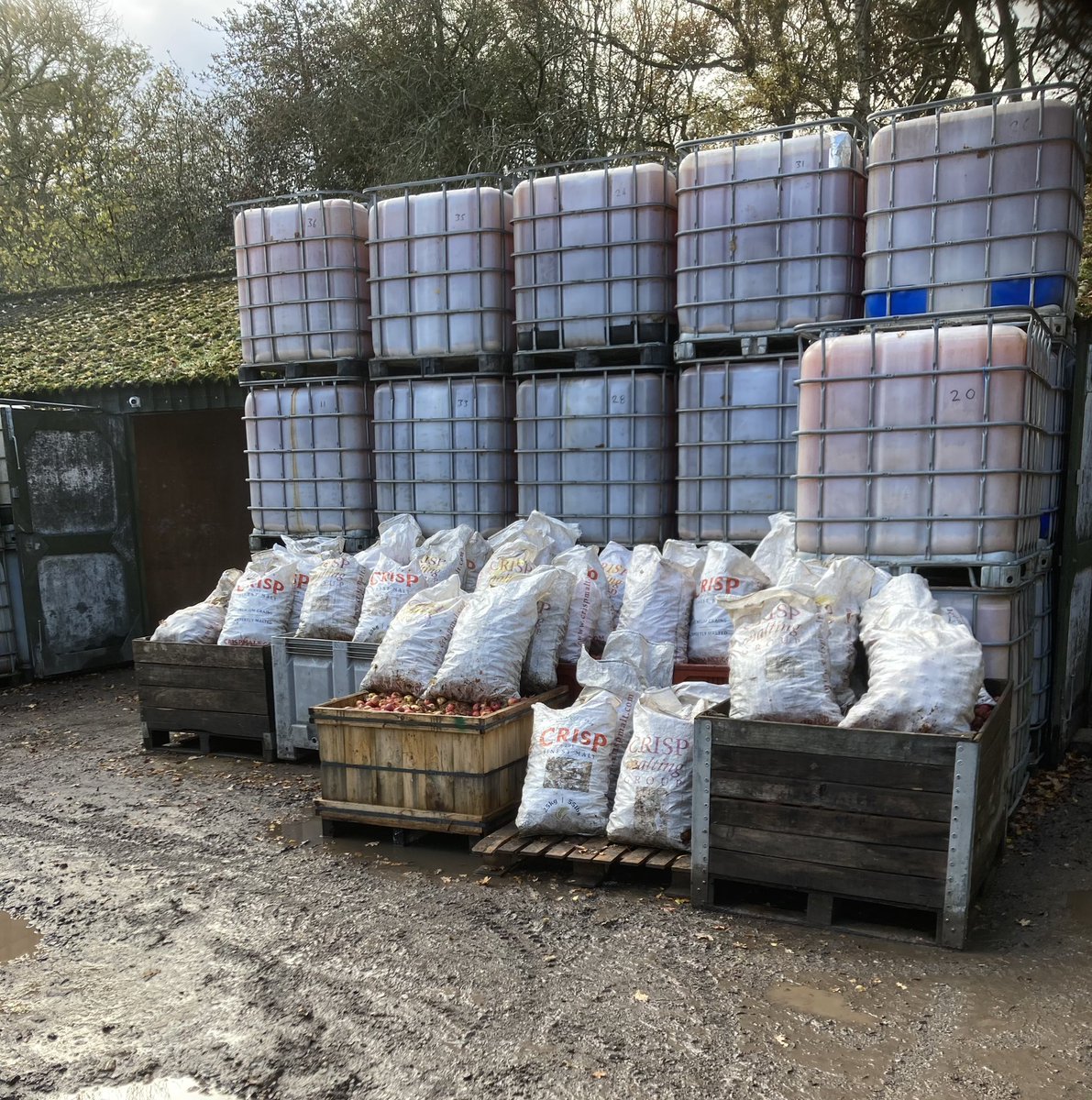 tuttsclumpcider's tweet image. Another busy day ahead 🍏🍎 #apples #pressing #propercider #thursday