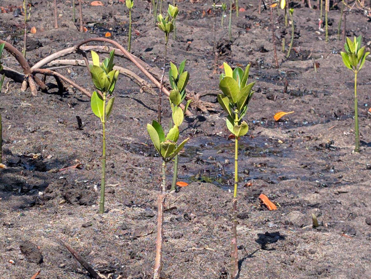 UK in Madagascar tweet media