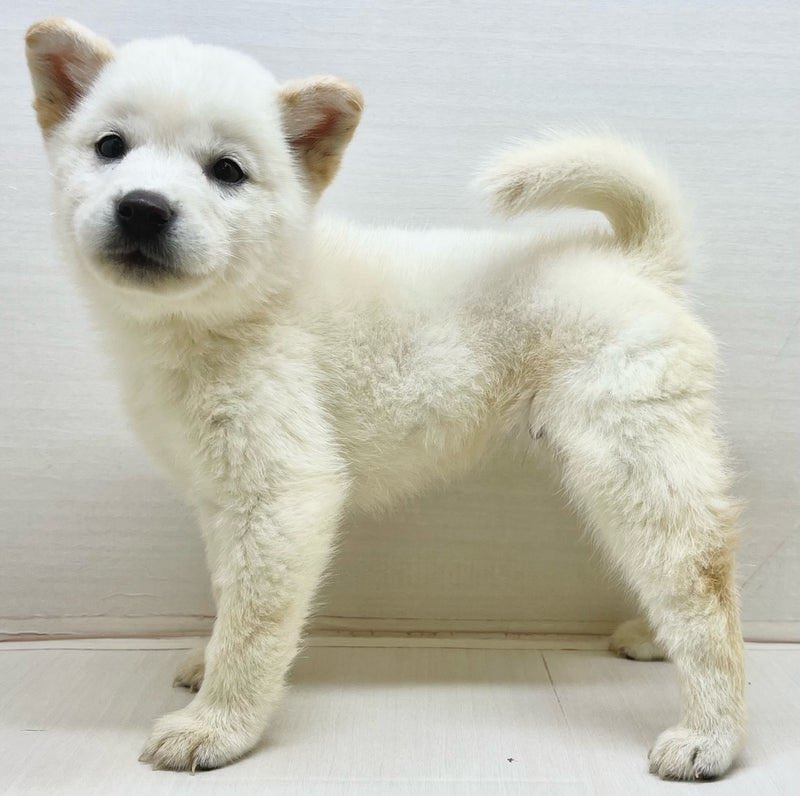 🐶ワンちゃん入舎しました🐾 みんな元気いっぱい！かわいい新メンバー