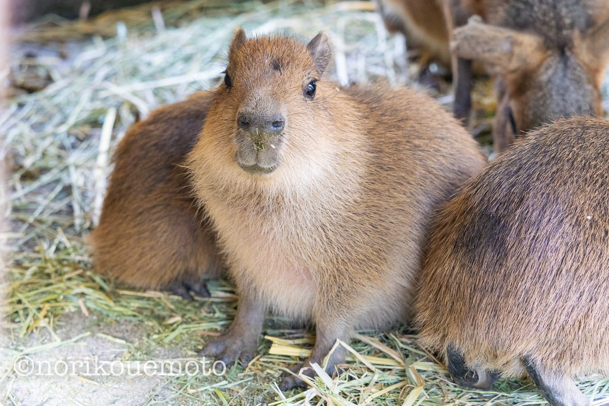 カピバラ㌠ (@capivara123) / Posts / X