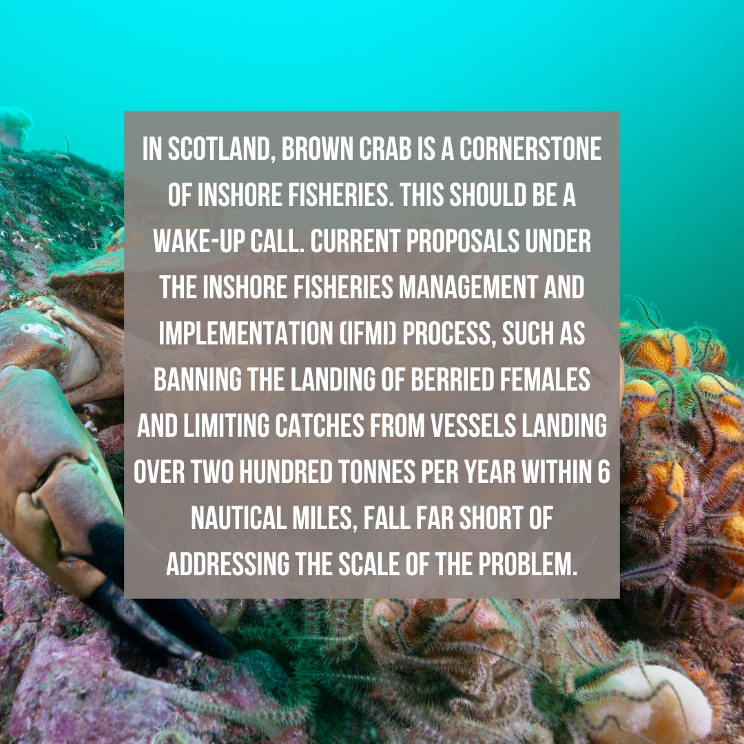 ourseas_scot's tweet photo. 🦀 REPORT: ICES Sounds the Alarm on Brown Crab Fisheries Management

A new report from the International Council for the Exploration of the Sea (ICES), while not a full stock assessment, highlights a widespread lack of data on stock status, species ecology, and fishing pressure. https://t.co/7pQ4OHeY0A