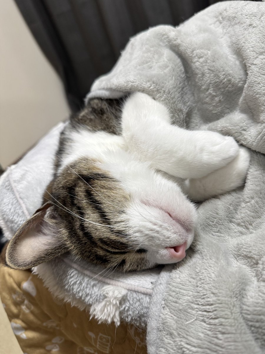 ぎんのねこ (@ginnonekoch) / Posts / X