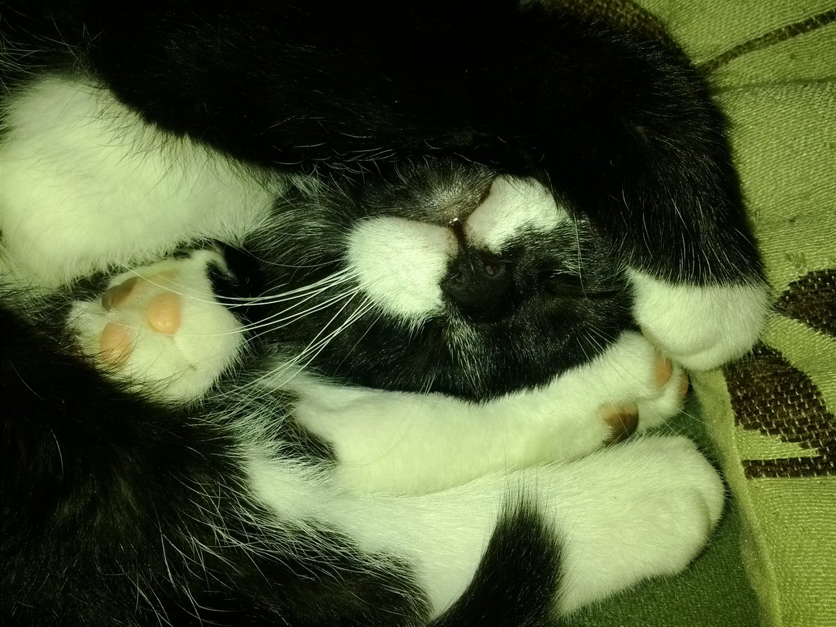 FelineEvolution's tweet image. My wee cutie  💕🥰