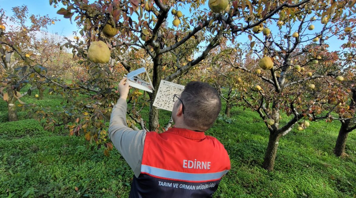 📍 Meyve Bahçelerinde Tuzak Kontrollerimiz Devam Ediyor! 🌳🪤
Bitkisel Üretim ve Bitki Sağlığı Şube Müdürlüğümüz teknik personellerince, meyve bahçelerinde zararlı popülasyonlarının takibi amacıyla feromon tuzak kontrolleri devam ediyor. 🌿🔍
<a href="/TCTarim/">T.C. Tarım ve Orman Bakanlığı</a> 
<a href="/Bugemtr/">Bitkisel Üretim Genel Müdürlüğü</a>