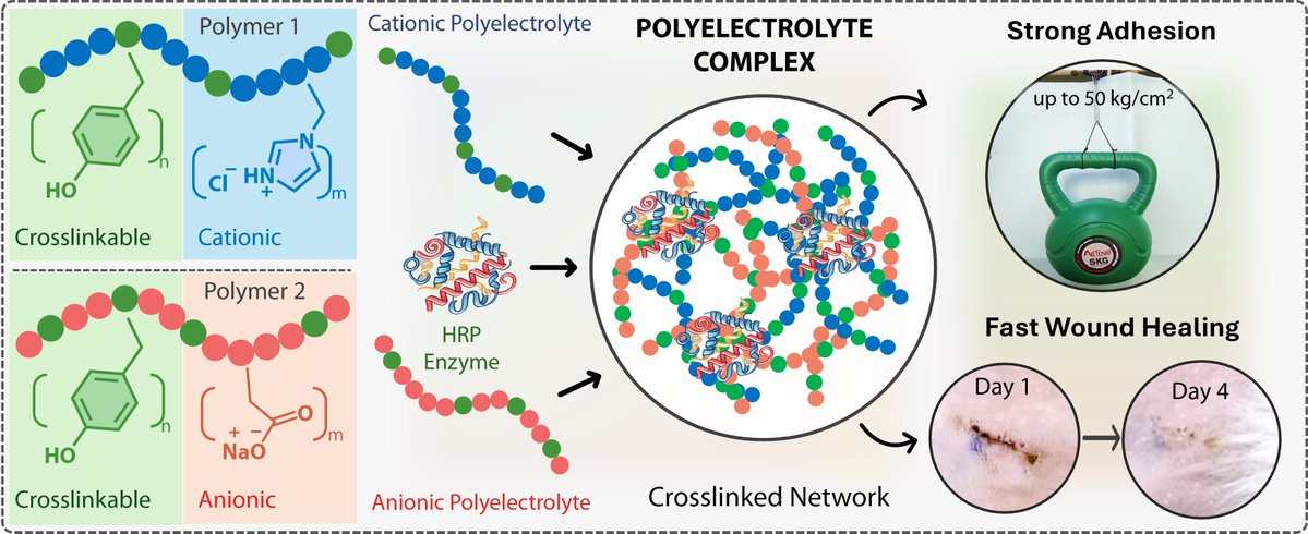 tanmayduttaa's tweet image. Glad to share our work from my previous postdoc on enzymatically cross-linked, polyamide-derived tissue adhesive for biomedical applications.
Thankful to Prof. Aasheesh Srivastava, IISER Bhopal and collaborators for their support.
🔗 Free read: h1.nu/Enzyfix