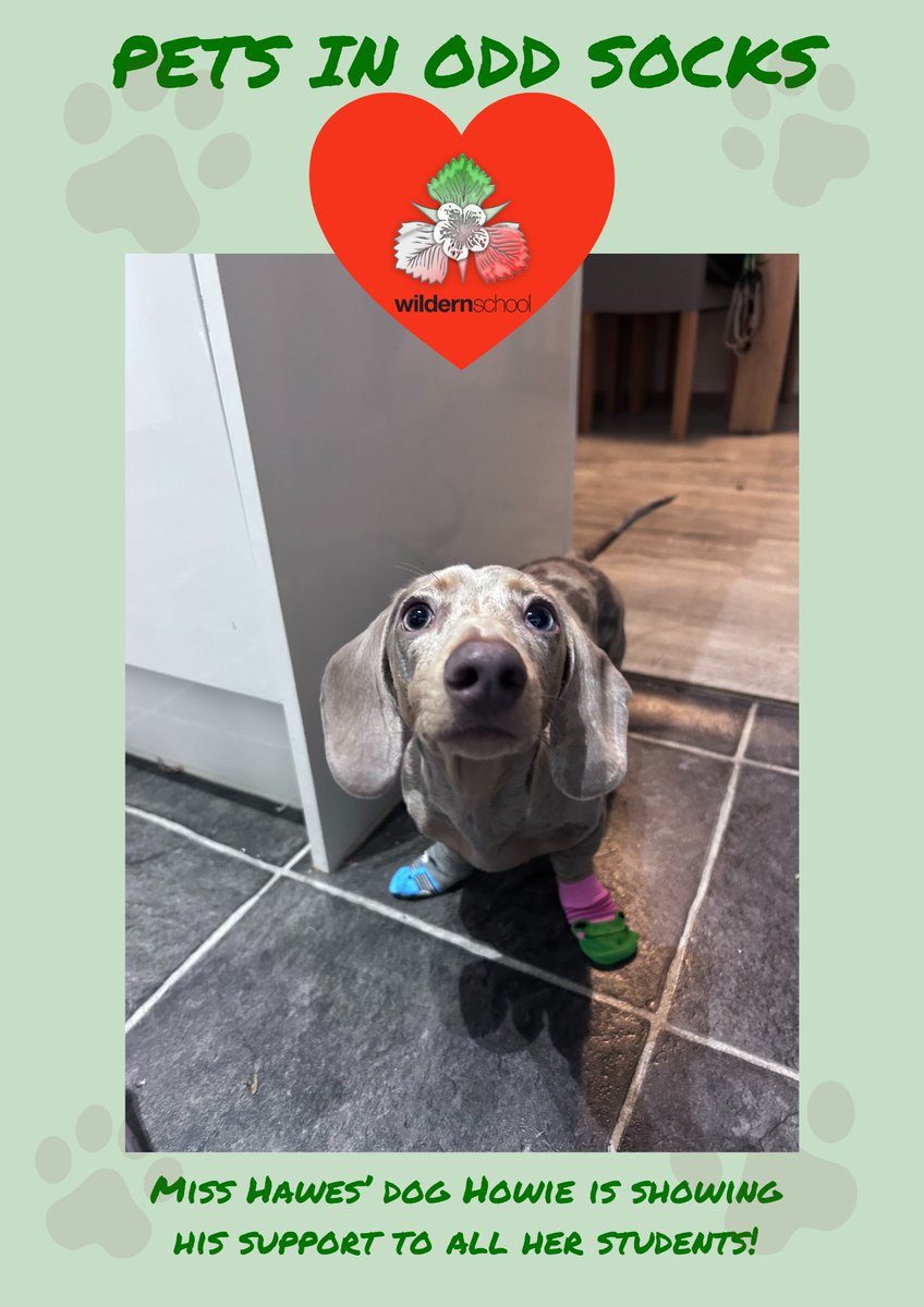 wildernschool's tweet photo. It's great seeing everyone celebrating what makes us unique! 
#PetsinOddSocks #AntiBullyingWeek #OddSocksDay
@andyoddsock
@ABAonline https://t.co/19UmtfNU51