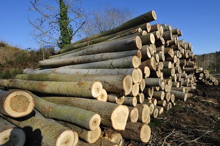 Incorporem aprofitaments forestals fusters per comarca corresponents al 2024 🪵 🌲
observatoriforestal.cat/produccio-de-f…
Estem treballant en incorporar la consulta de dades històriques per comarca.