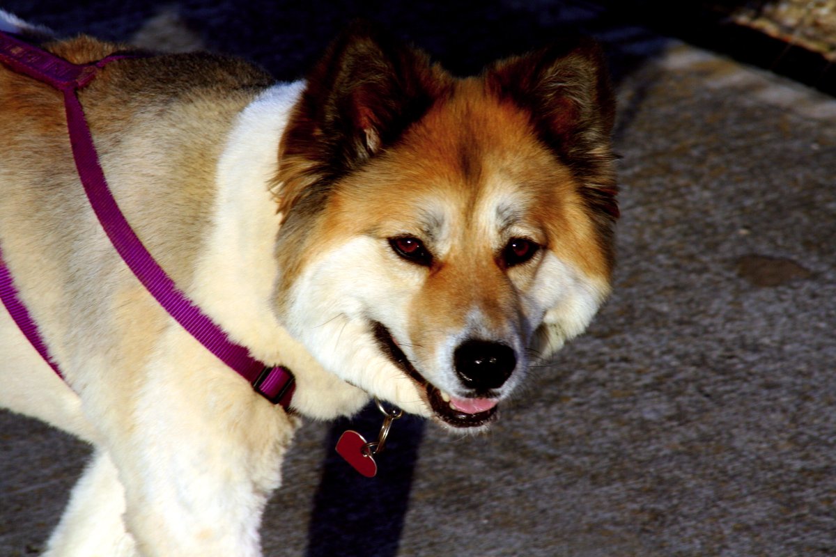 EDITORatWORK's tweet image. #pets My dog’s PRETTIER than YOUR DOG #pretty #pooch #canines
tg-dog-blog.blogspot.com/2017/02/pretti…