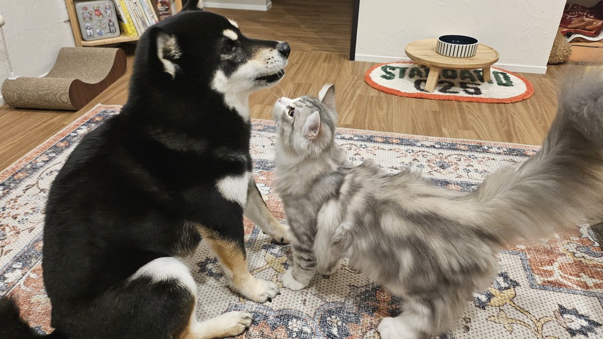 柴猫茶漬け (@96shi__ba__) / Posts / X