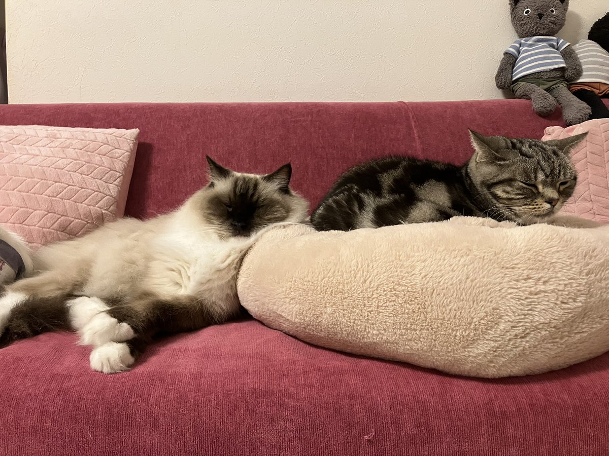 ヘコヘコ (@_hekoheko_) / Posts / X