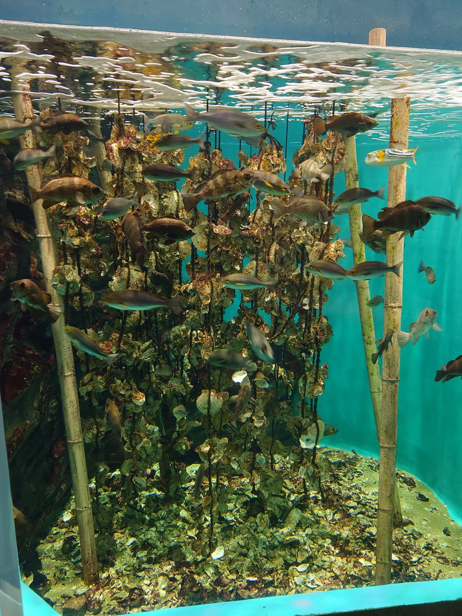 ずけもの (@200kemono) / Posts / X